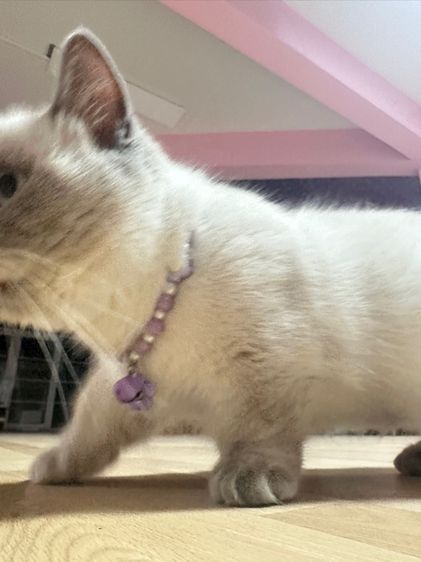 พ่อพันธุ์ขาสั้นบลูพ้อย 1 ขวบ รูปที่ 3