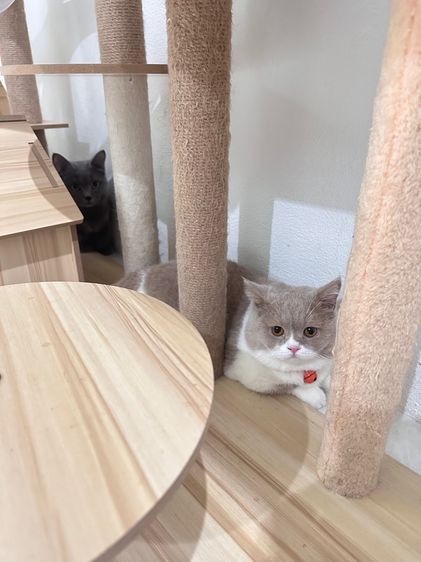 พ่อพันธุ์มัสกิ้นฟอร์มสวยมากก รูปที่ 3