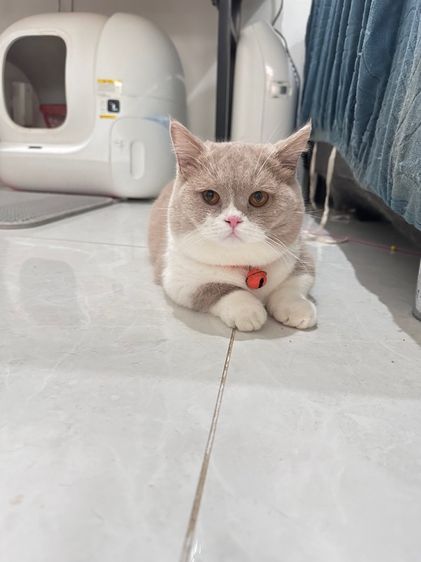 พ่อพันธุ์มัสกิ้นฟอร์มสวยมากก รูปที่ 4