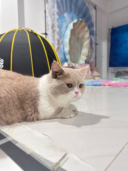 พ่อพันธุ์มัสกิ้นฟอร์มสวยมากก รูปที่ 2