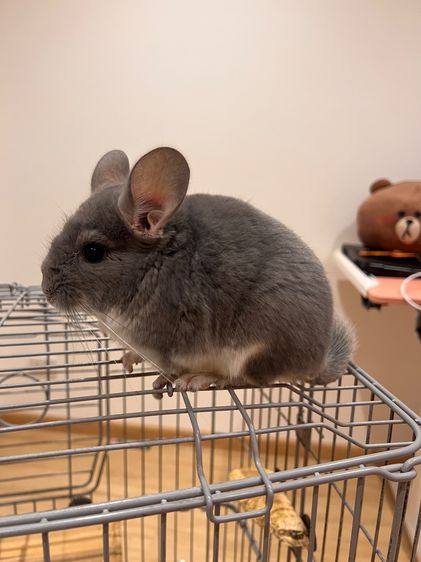 ชินชิล่า รูปที่ 3