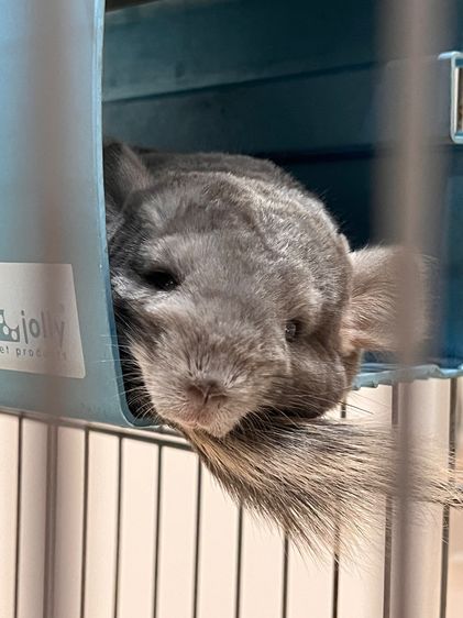 ชินชิล่า รูปที่ 2