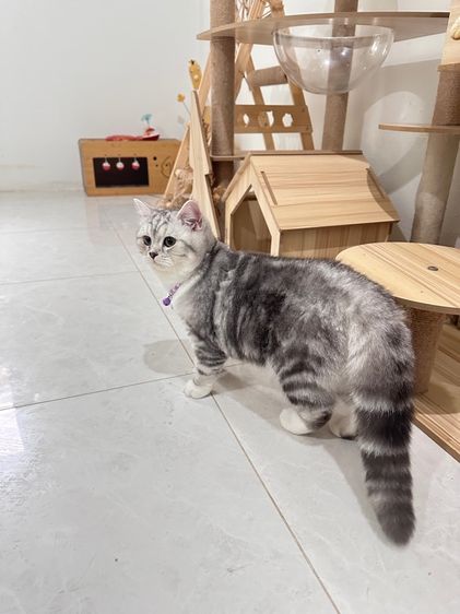 แม่พันธุ์สก็อตติส 1ขวบ รูปที่ 2