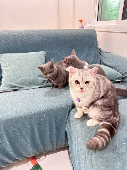 แม่พันธุ์สก็อตติส 1ขวบ รูปที่ 3