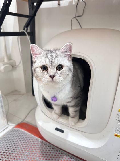 แม่พันธุ์สก็อตติส 1ขวบ รูปที่ 4