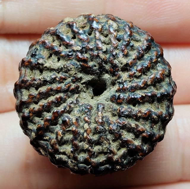 🍄ตะกรุดพิสมร หลวงพ่อแก้ว วัดพวงมาลัย ลายจักรนารายณ์🍄