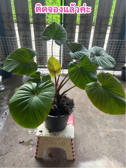 ต้นไม้สเหน่ห์จันแดง รูปที่ 5