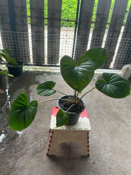 ต้นไม้สเหน่ห์จันแดง