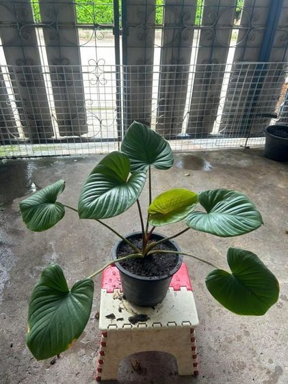 ต้นไม้สเหน่ห์จันแดง รูปที่ 9