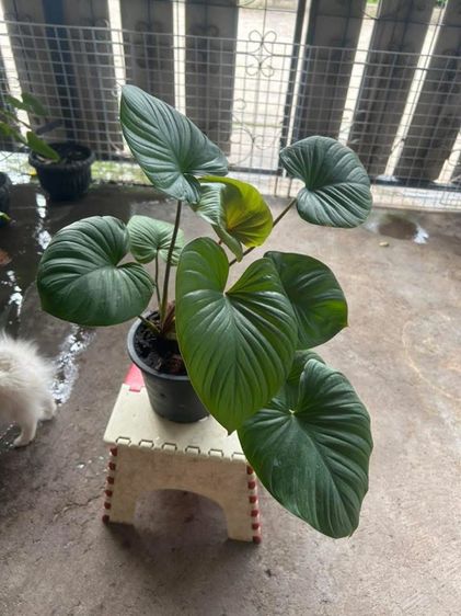 ต้นไม้สเหน่ห์จันแดง รูปที่ 2