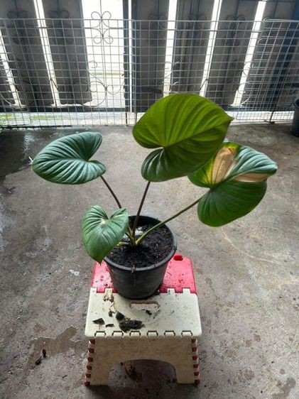 ต้นไม้สเหน่ห์จันแดง รูปที่ 10