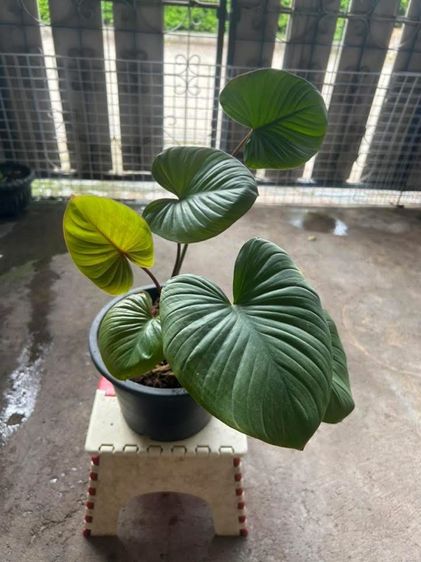 ต้นไม้สเหน่ห์จันแดง รูปที่ 3