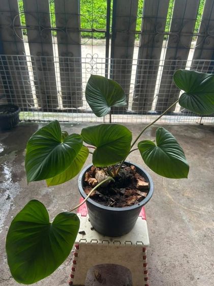 ต้นไม้สเหน่ห์จันแดง รูปที่ 6