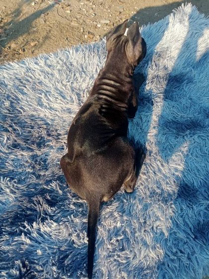 ไทยหลังอานลายเสือ รูปที่ 2