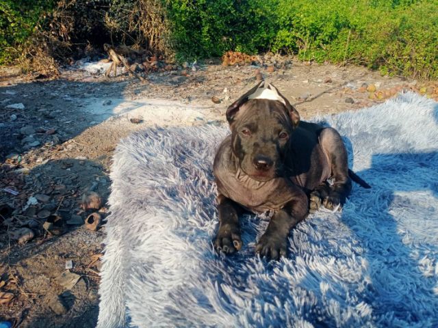 ไทยหลังอานลายเสือ