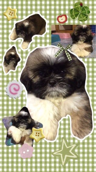 สุนัข  รูปที่ 2