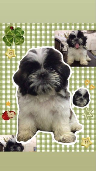 สุนัข  รูปที่ 3