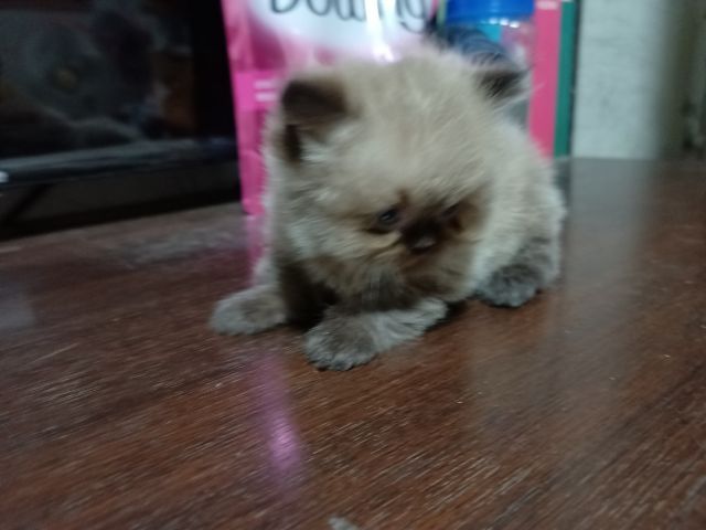 แมวเปอร์ ผสมหิมาลัยยัน สีขาวเพศเมีย สีเข้มเพศผู้  อายุ1เดือน  รูปที่ 9