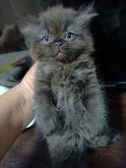 แมวเปอร์ ผสมหิมาลัยยัน สีขาวเพศเมีย สีเข้มเพศผู้  อายุ1เดือน  รูปที่ 13