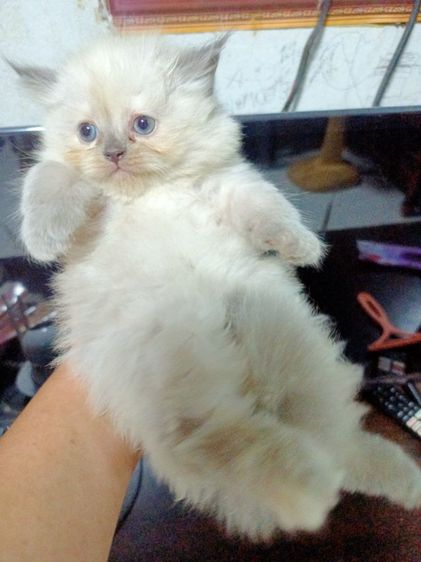 แมวเปอร์ ผสมหิมาลัยยัน สีขาวเพศเมีย สีเข้มเพศผู้  อายุ1เดือน  รูปที่ 14