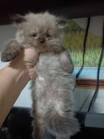 แมวเปอร์ ผสมหิมาลัยยัน สีขาวเพศเมีย สีเข้มเพศผู้  อายุ1เดือน  รูปที่ 16