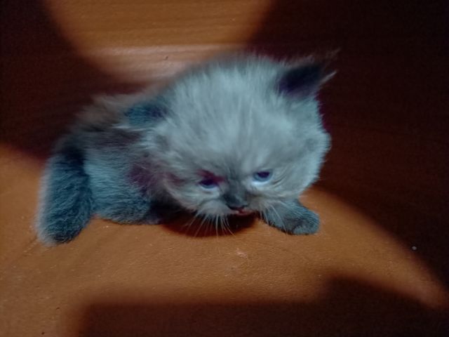 แมวเปอร์ ผสมหิมาลัยยัน สีขาวเพศเมีย สีเข้มเพศผู้  อายุ1เดือน  รูปที่ 6