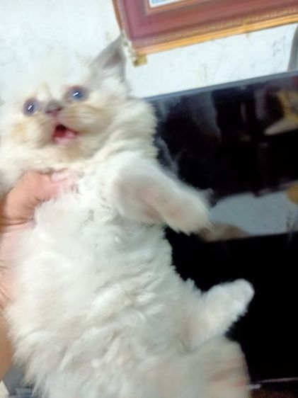 แมวเปอร์ ผสมหิมาลัยยัน สีขาวเพศเมีย สีเข้มเพศผู้  อายุ1เดือน  รูปที่ 17