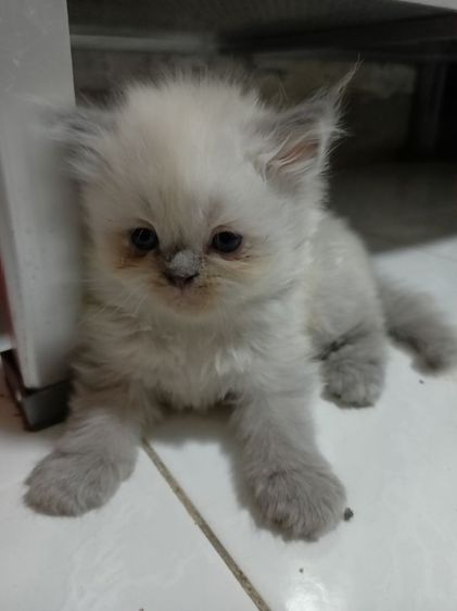 แมวเปอร์ ผสมหิมาลัยยัน สีขาวเพศเมีย สีเข้มเพศผู้  อายุ1เดือน  รูปที่ 2