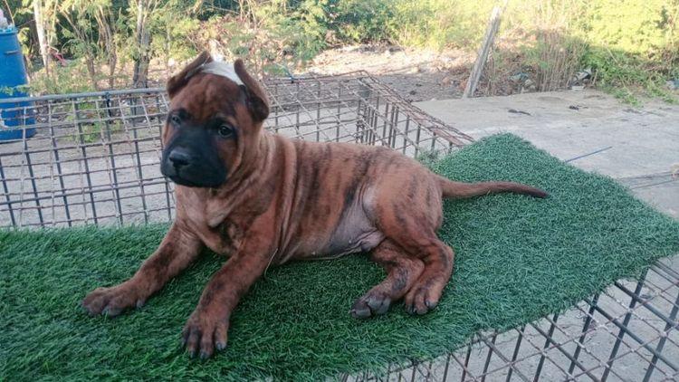 ไทยหลังอานลายเสือ