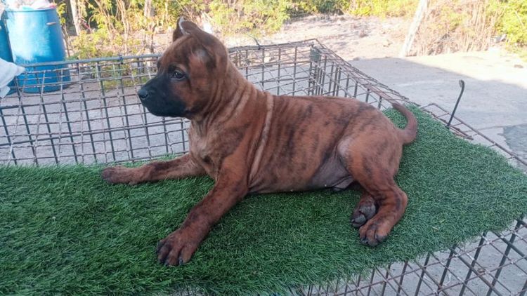 ไทยหลังอานลายเสือ รูปที่ 4