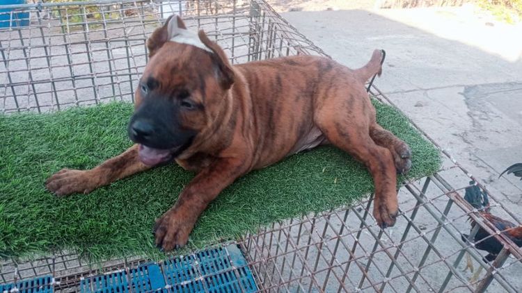 ไทยหลังอานลายเสือ รูปที่ 3