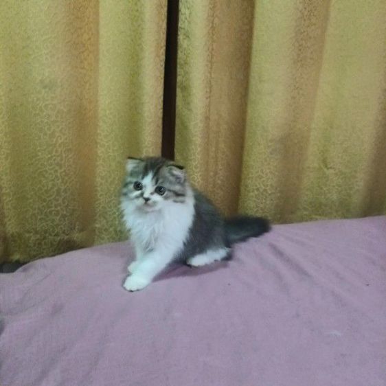 สก็อตติช โฟลด์ (Scottish Fold) เเมวสก๊อตติชโฟ