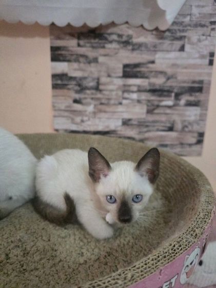 แมววิเชียรมาศพร้อมย้าย รูปที่ 2