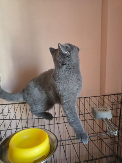 British Shorthair รูปที่ 9