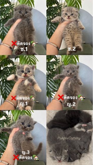 สก็อตติช โฟลด์ (Scottish Fold) แมวสก็อตติชสีบลู