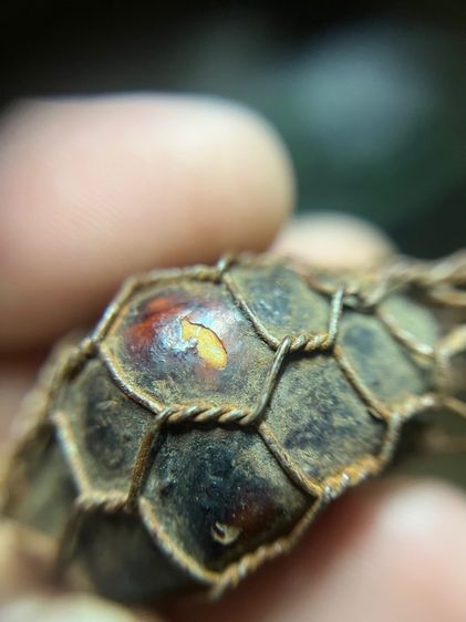 เบียร์แก้ปรอทวิ่ง ไม่ทราบที่ (มีสินค้าหลายรายการกดเข้ามาดูในโปรไฟล์ได้เลยครับ)