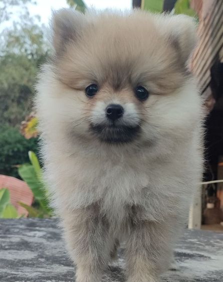 ปอมเมอเรเนียน (Pomeranian) เล็ก ปอมเมอเรเนียนแท้  เพศเมีย  สีจริงสีส้ม อายุ2เดือน