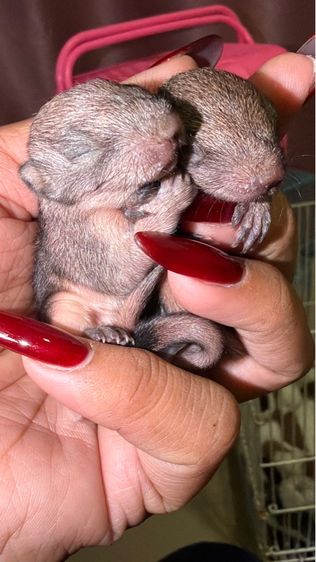 ลูกกระรอกเทาท้องขาว ไซต์เดือน ลืมตาพรุ่งนี้ รูปที่ 4