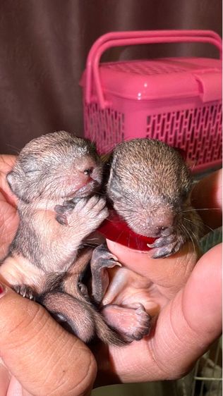 ลูกกระรอกเทาท้องขาว ไซต์เดือน ลืมตาพรุ่งนี้