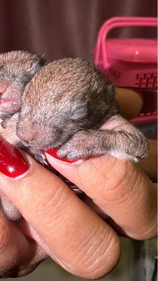 ลูกกระรอกเทาท้องขาว ไซต์เดือน ลืมตาพรุ่งนี้ รูปที่ 2