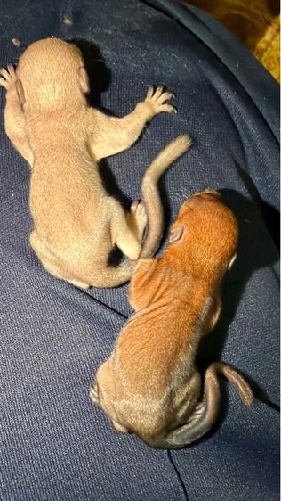 ลูกกระรอกหลาดสี อ้วนตุ๊บ ป้อนนมล้วน รูปที่ 5