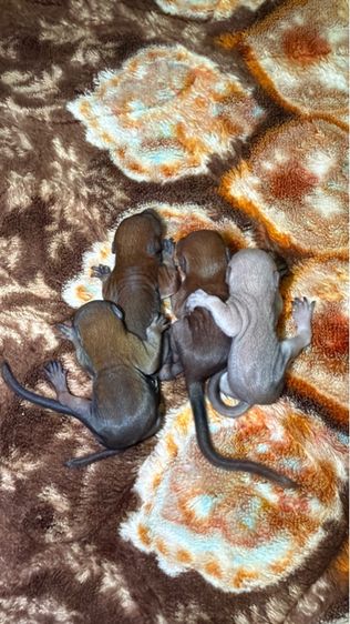 ลูกกระรอกหลาดสี อ้วนตุ๊บ ป้อนนมล้วน รูปที่ 2