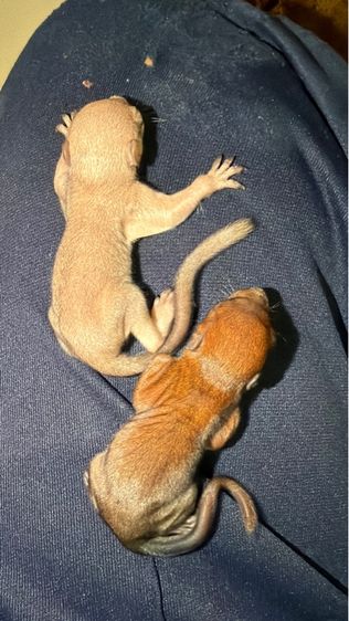 ลูกกระรอกหลาดสี อ้วนตุ๊บ ป้อนนมล้วน รูปที่ 7