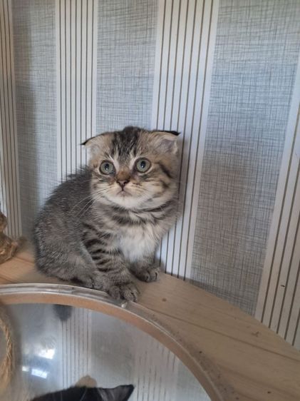 ลูกแมวสก็อตติช โฟลด์ รูปที่ 7