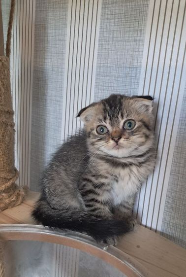 ลูกแมวสก็อตติช โฟลด์ รูปที่ 6