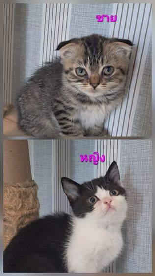 ลูกแมวสก็อตติช โฟลด์