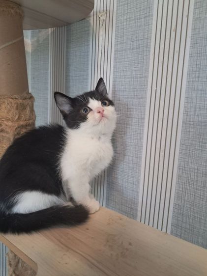 ลูกแมวสก็อตติช โฟลด์ รูปที่ 10