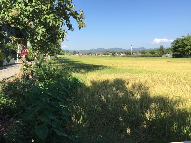 ที่ดินหลังที่ว่าการอำเภอหางดง จังหวัดเชียงใหม่ 5ไร่1งาน8ตารางวา