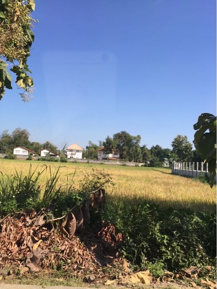 ใช่ ที่ดินหลังที่ว่าการอำเภอหางดง จังหวัดเชียงใหม่ 5ไร่1งาน8ตารางวา รูปที่ 3