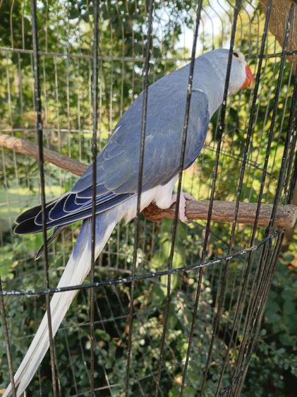 ริงเนค เคลียเทล  รูปที่ 3